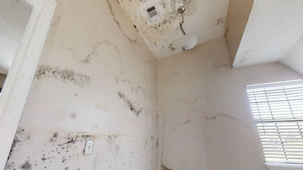 Best Mold-Related Health Consultation  in Prospect Rk, PA