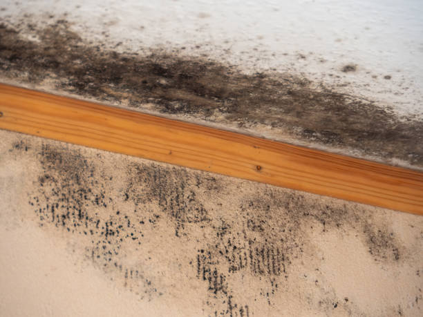 Reliable Prospect Park, PA Mold Removal Solutions