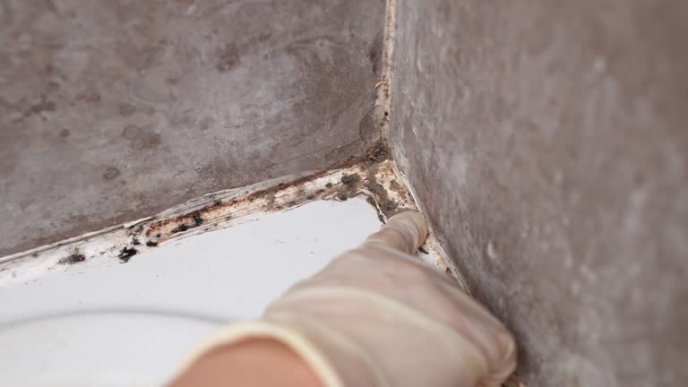 Best Commercial Mold Inspection  in Prospect Rk, PA
